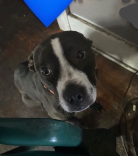 American Pit Bull Terrier – name:grandson. text:***