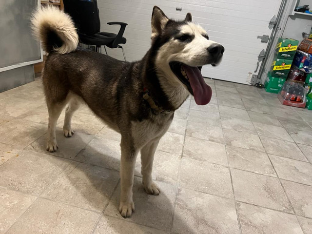 Siberian Husky – Siberian Husky
