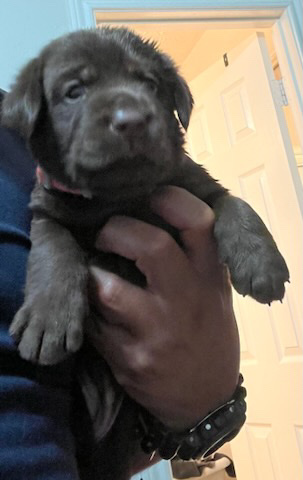Labrador Retriever – labrador Retriver