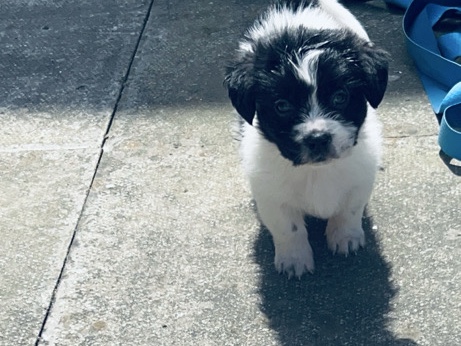 Mixed Breed – malshi male pup – Crewe