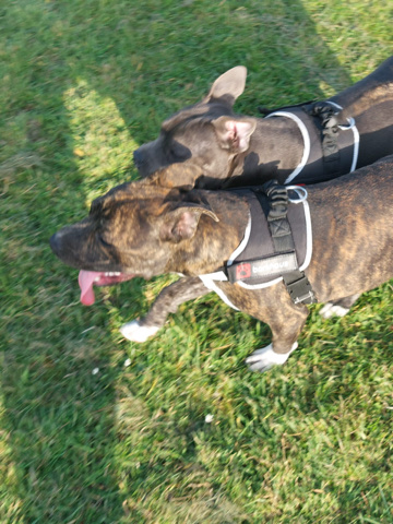 Staffordshire Bull Terrier – 2 dogs