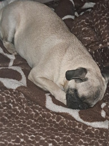 Pug – Female Pug looking for a new home asap!