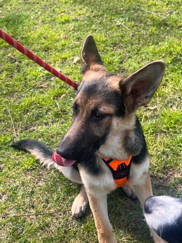 rehome Bella