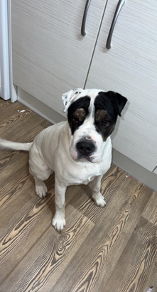 American Bulldog – 10 month old female American bulldog x sharpei