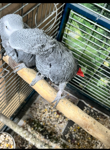 African Grey
