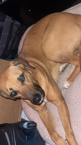Redbone Coonhound – Rehome very sweet