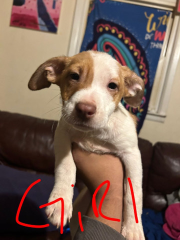 American Pit Bull Terrier – Pups. ***-*** georgia.