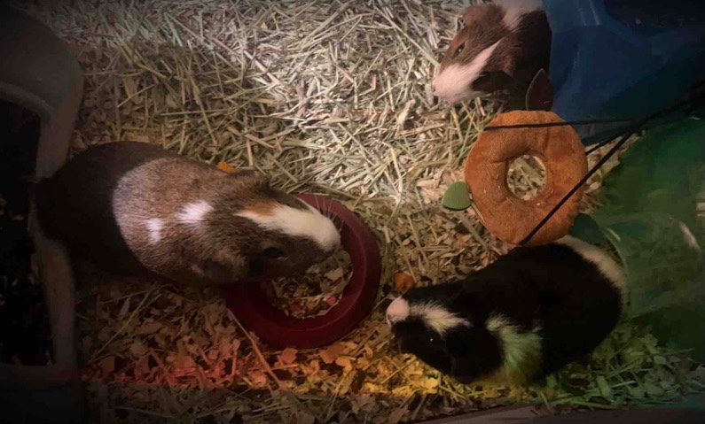 Any – Guinea Pigs
