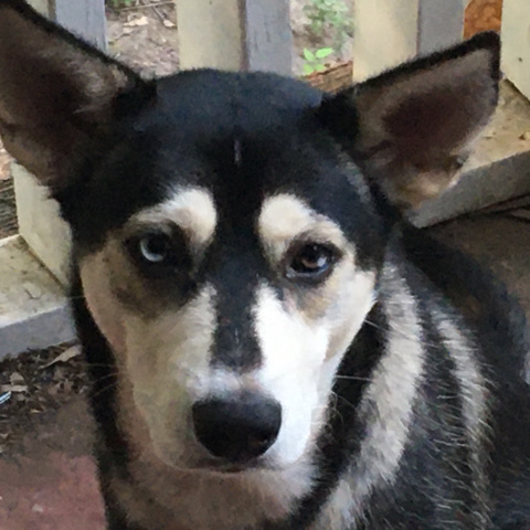 Siberian Husky – MIA the Siberian husky