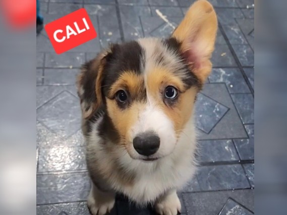 Cardigan Welsh Corgi – Blue Merle Corgi Pup – Lake in the Hills