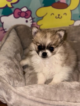 Pomeranian – Aiko needs a home!