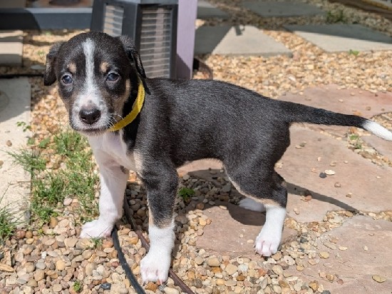 McNab – 100% McNab Shepherd Puppies – Pflugerville