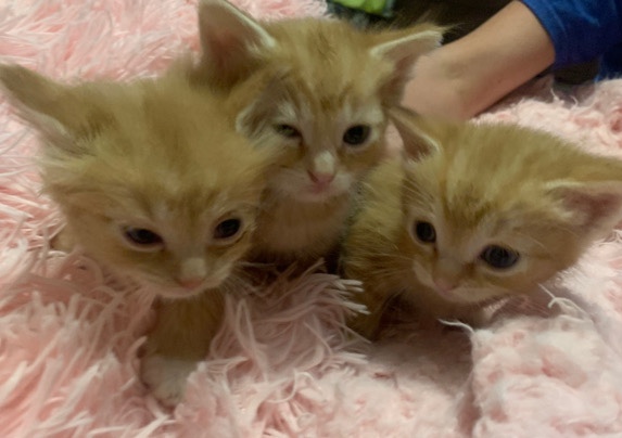 Manx kittens looking to be rehome