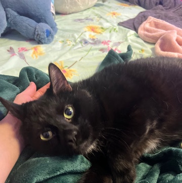 Black Cat