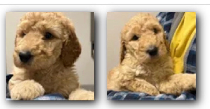 beautiful curly golden doodle