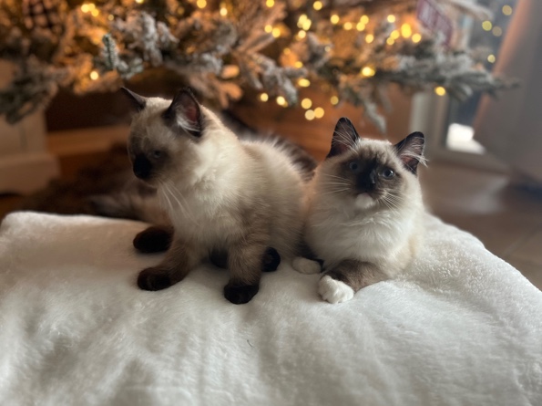 Ragdoll – Ragdoll Kittens