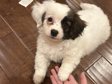 Maltese – buddy for sale – Amarillo