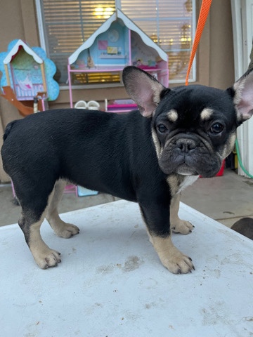 French Bulldog – AKC Female French Bulldog 4 month old dog