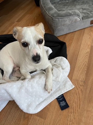 Chihuahua – Chihuahua