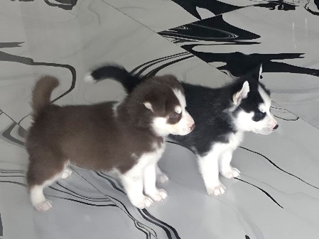 huskys 