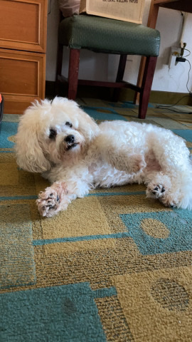 Shih Tzu – Shihtzu needs new home free of charge just pick up
