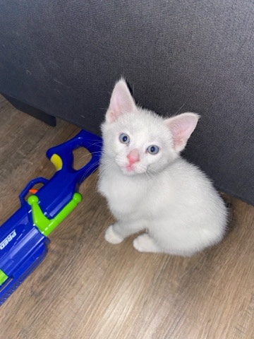 kittens for Rehome (first come, First Served)