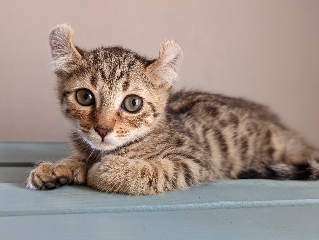 Highlander – Curled ear, front polydactyl Female Highlander
