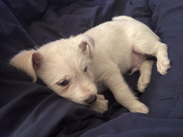 Poodle – bichon – Phoenix