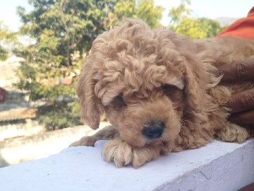 Pudelpointer – puddle – Ajmer