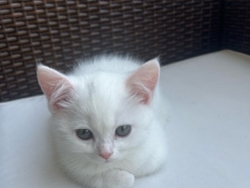 Turkish Angora – caramel Katze – برلين