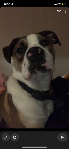 Olde English Bulldogge – bruce