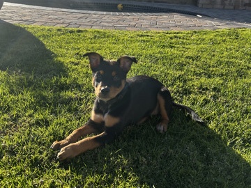 Australian Kelpie – 13 Week Old Female Mix – Lake Havasu City