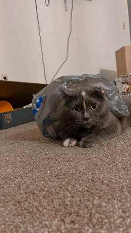 grey cat