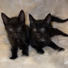 2 Black Kittens