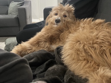Golden Retriever – Med/Full Sized GoldenDoodle – Elmhurst