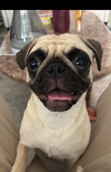 Pug – Rehoming our Pug