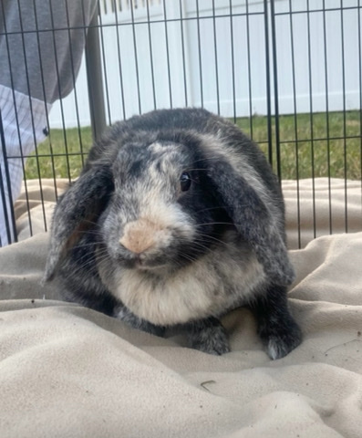 Rabbit rehome