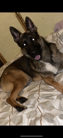 German Shepherd – Beloved GSD 17 months old