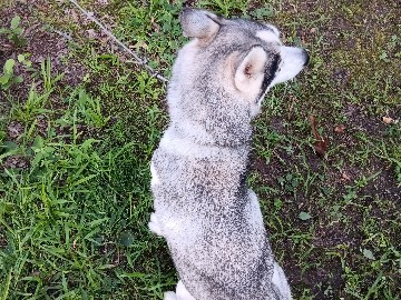 Siberian Husky – Kodi – Benton