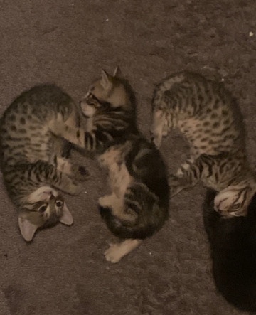 Russian White, Black and Tabby – 4 Tabby Kittens for sale