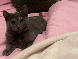 All - Katze sucht liebevolles Zuhause  available for adoption in Munich