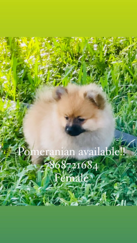 Pomeranian – Pomeranian Miami