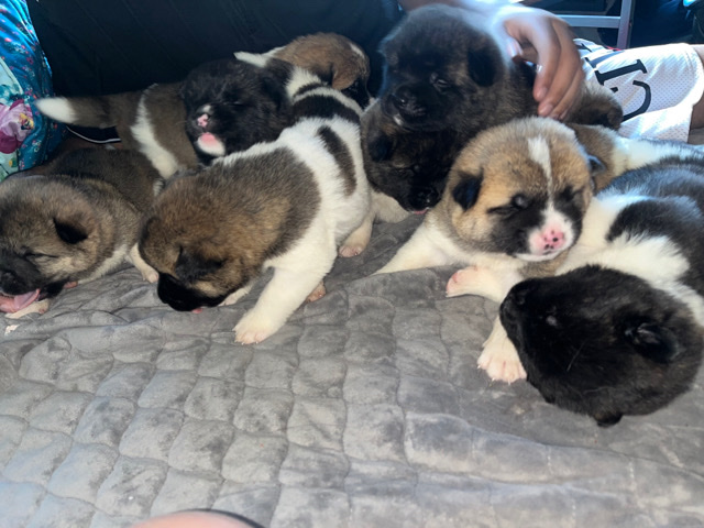 Akita puppies 9 weeks old . child friendly . beautiful colored dogs . Tan black and white . 