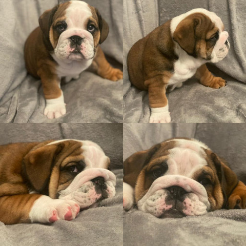 Bulldog – British bulldog pups