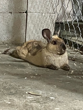 Free Rabbit