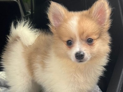 Pomeranian – Tiny Pomeranian – Worcester