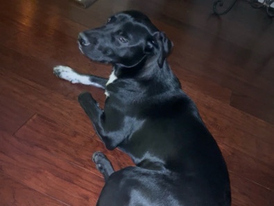 Labrador Retriever – lab retriever – Rialto