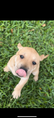 Bullmastiff – 3 female Pups