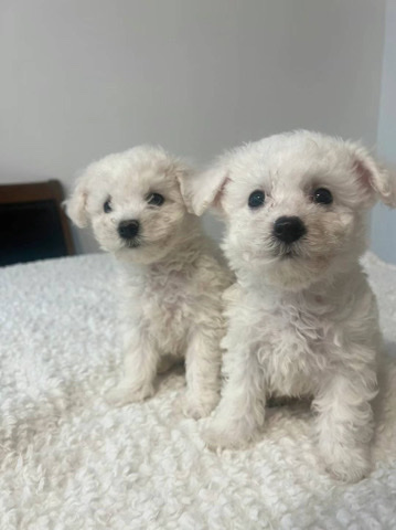 bichon male and female