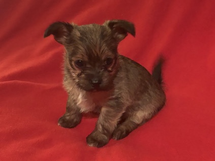 Chihuahua – chihuahua – Columbus